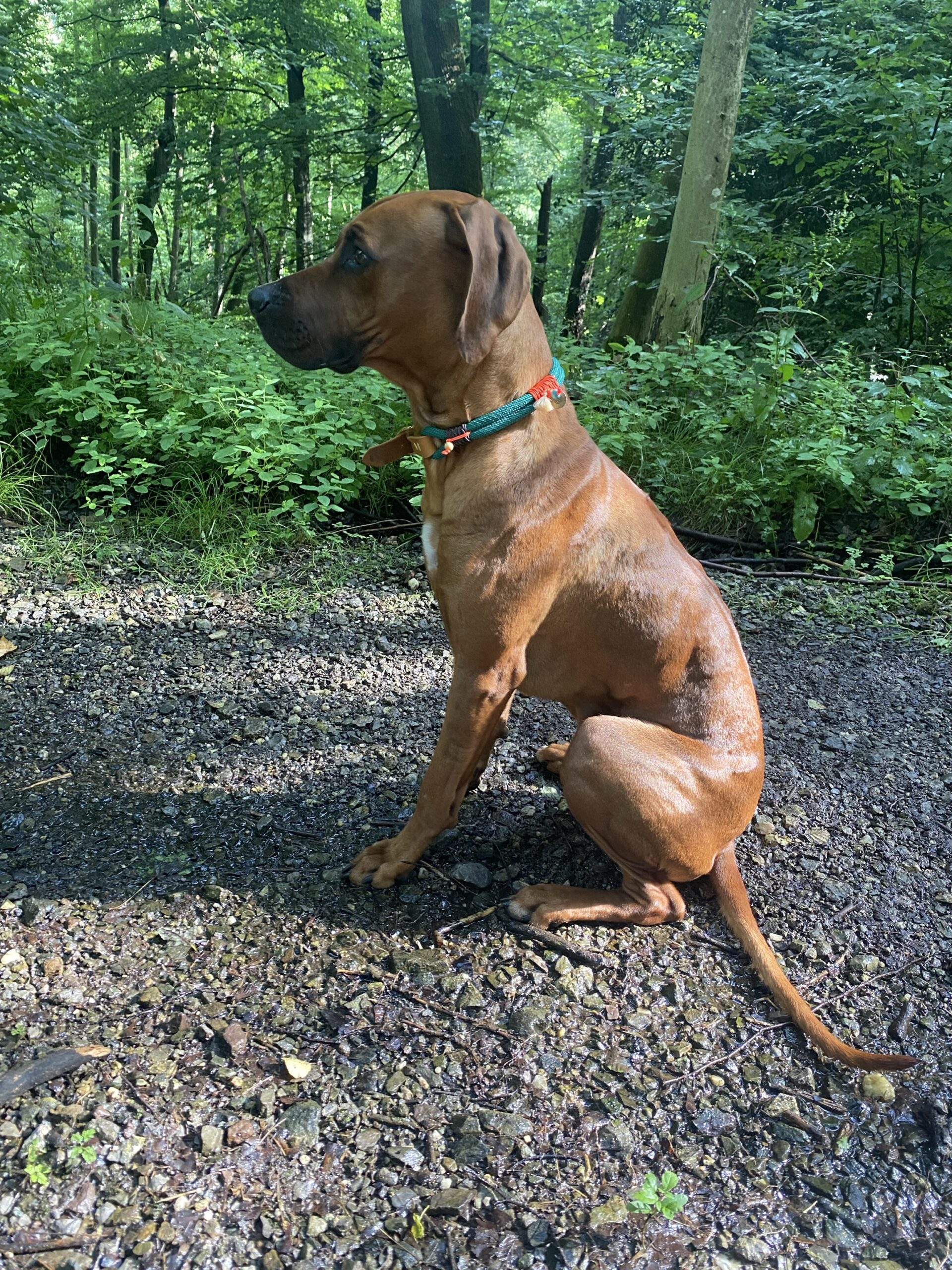 Simba
